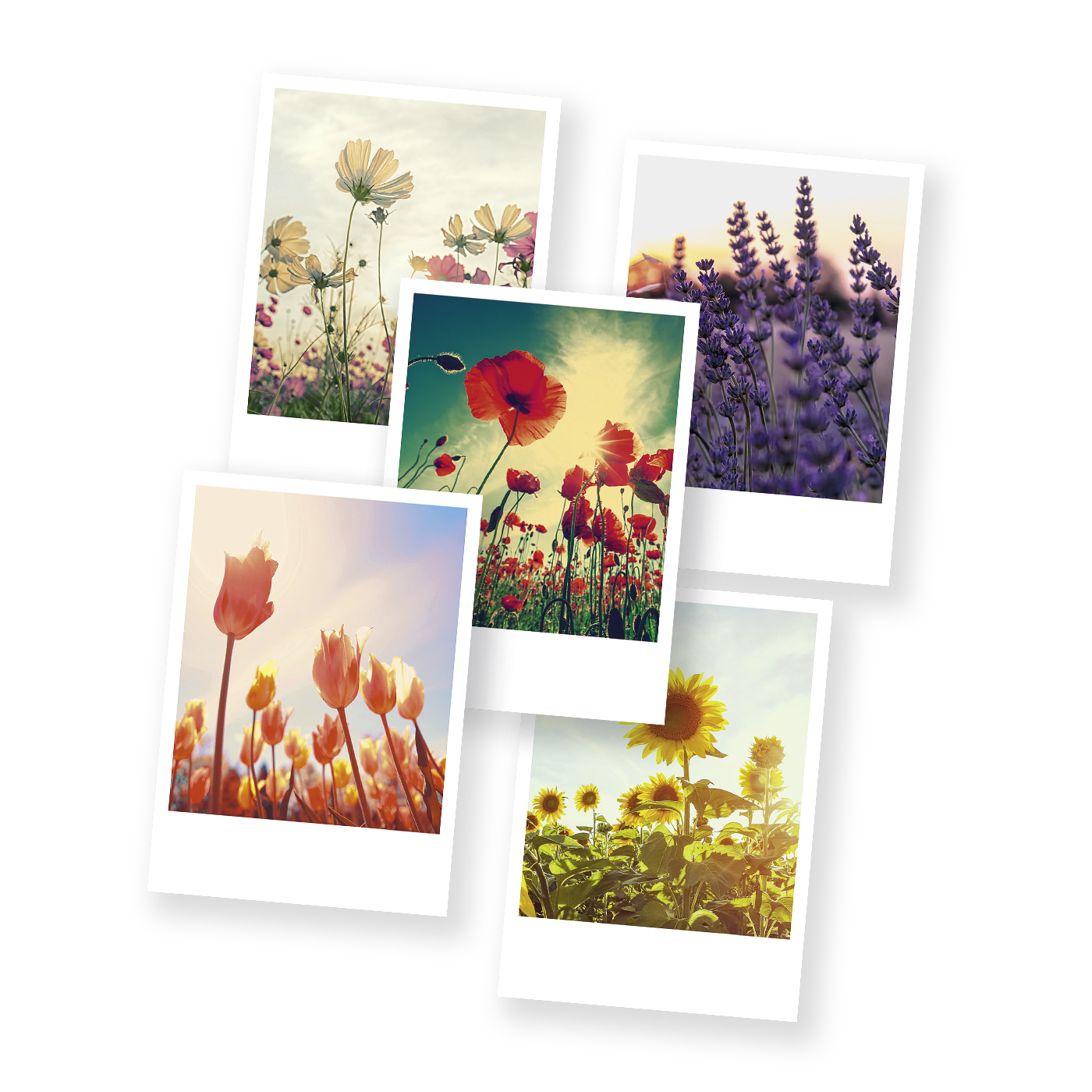 Grußkarte „Postkarten Blumenpolaroids“ kaufen im UNICEF Grußkartenshop. Bild 5