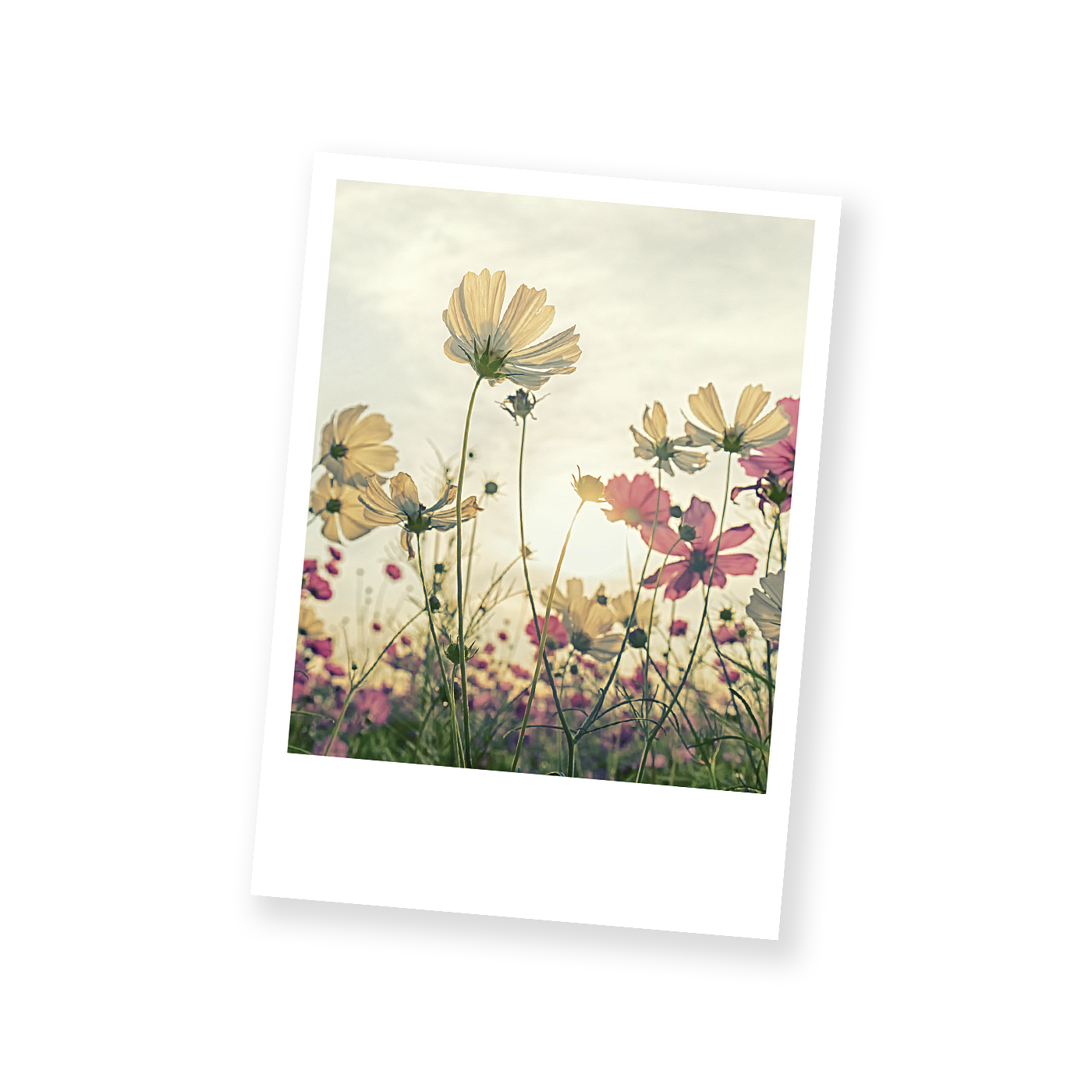 Grußkarte „Postkarten Blumenpolaroids“ kaufen im UNICEF Grußkartenshop. Bild 4