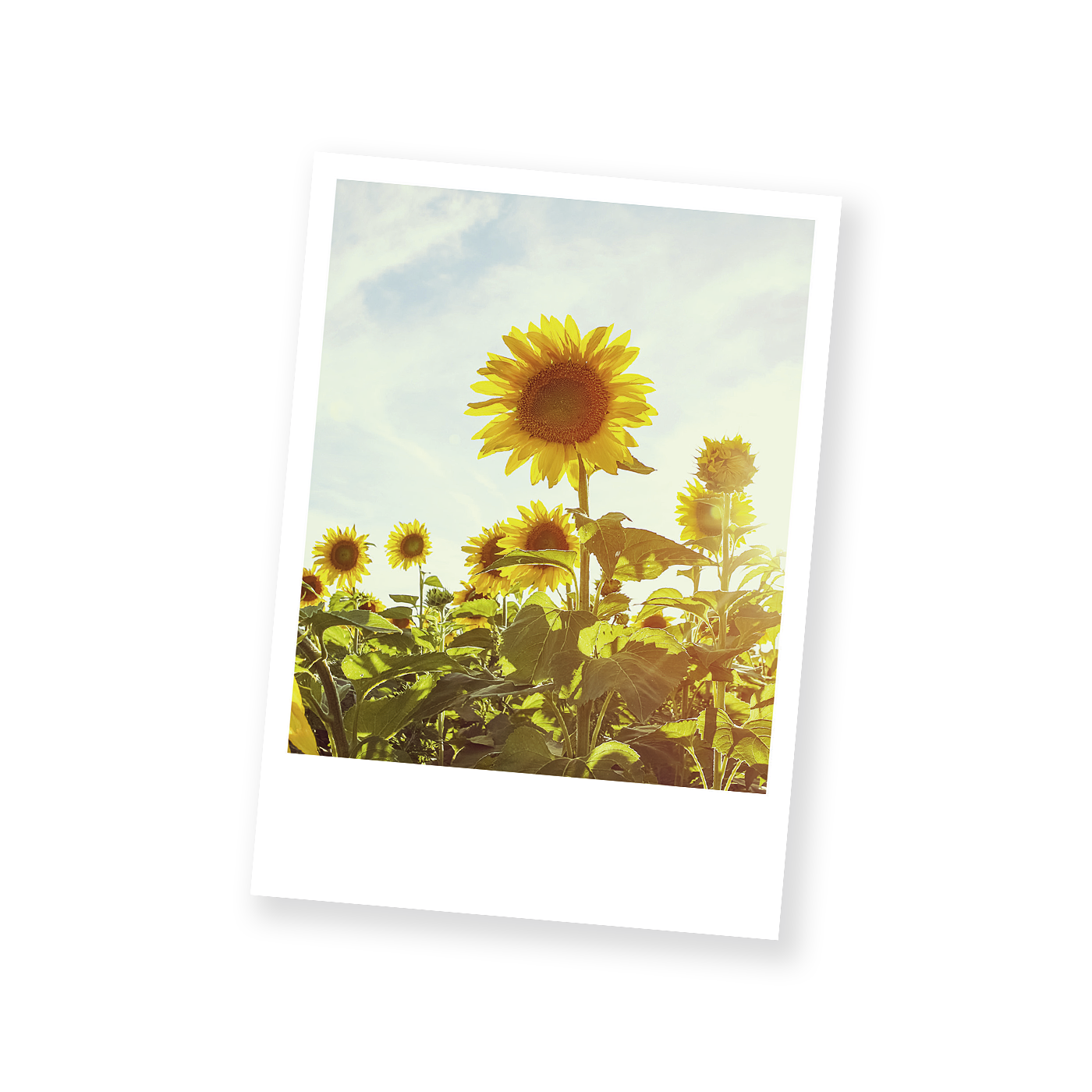 Grußkarte „Postkarten Blumenpolaroids“ kaufen im UNICEF Grußkartenshop. Bild 7