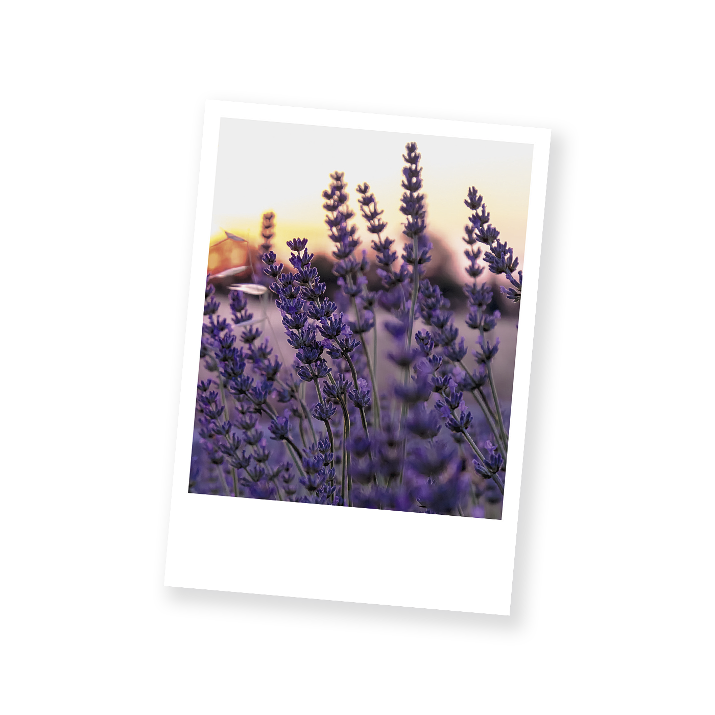 Postkarten Blumenpolaroids