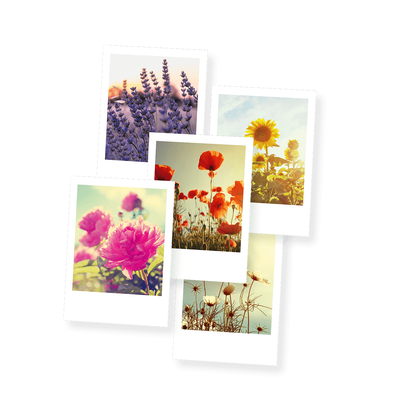 Grußkarte „Postkarten Blütenportraits“ kaufen im UNICEF Grußkartenshop. Bild 5