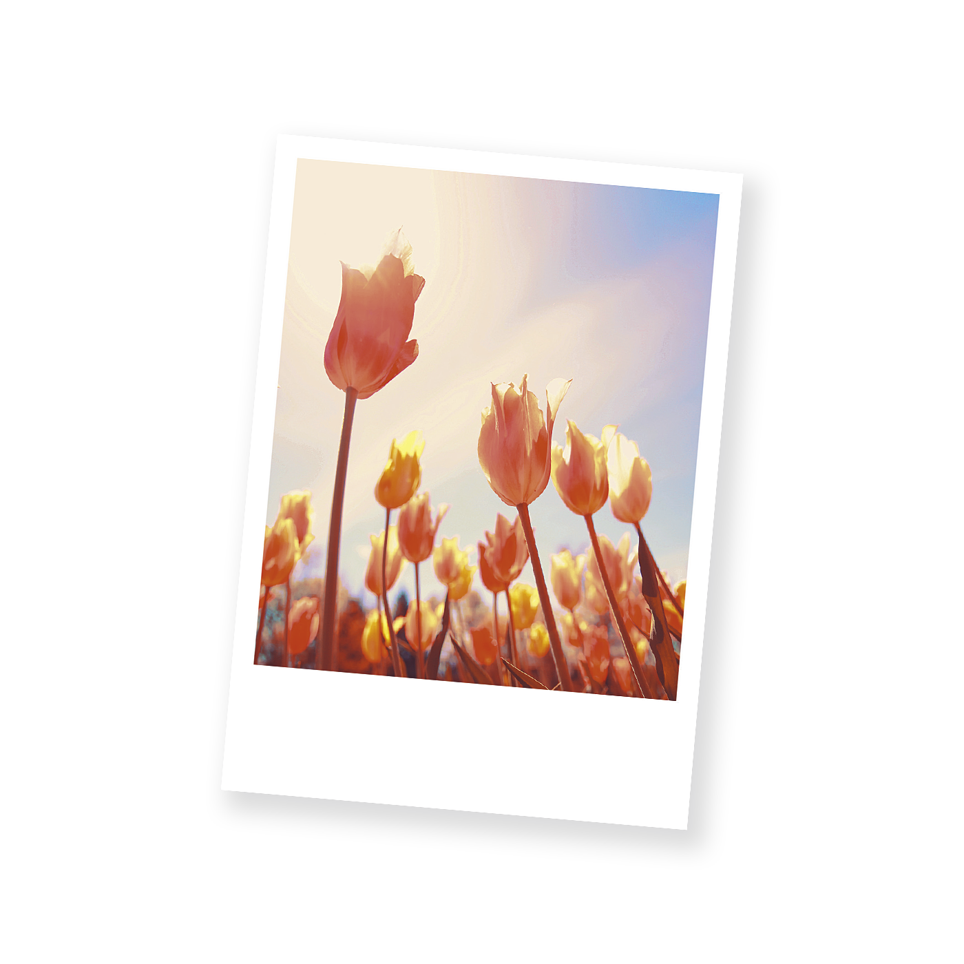 Postkarten Blumenpolaroids