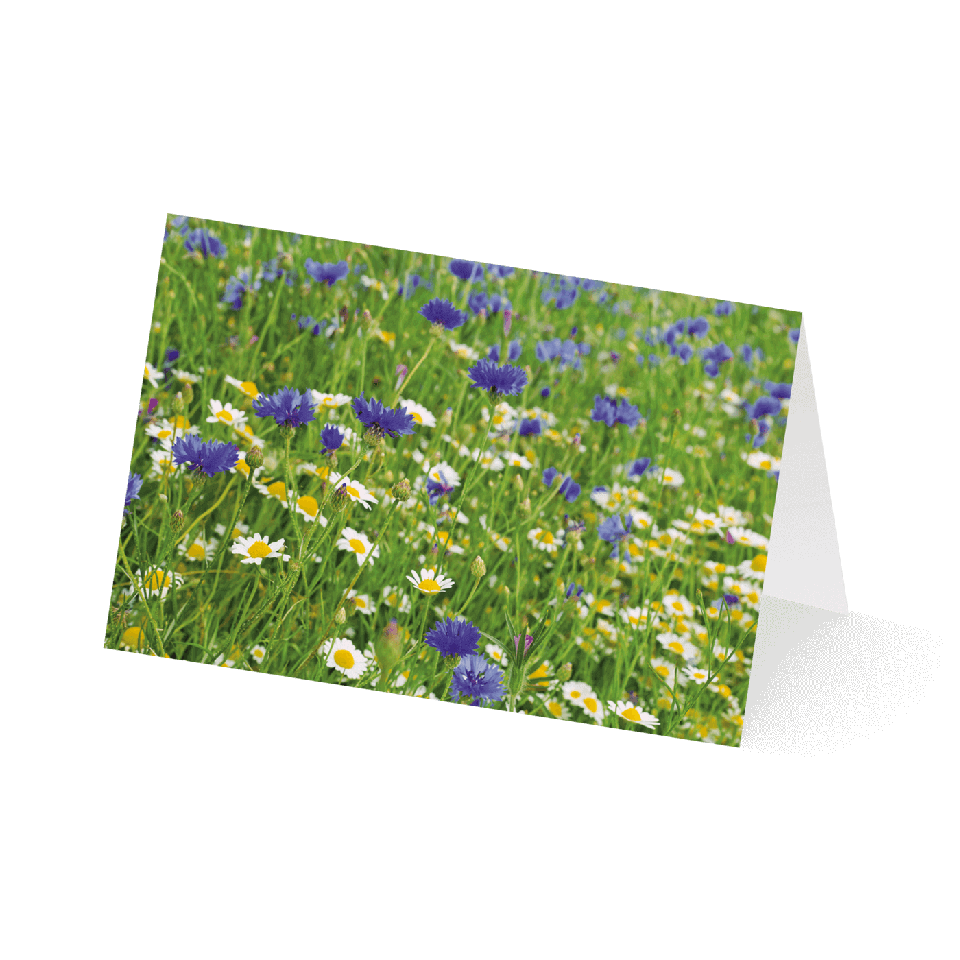 Grußkarte „Blumenwiesen“ kaufen im UNICEF Grußkartenshop. Bild 5