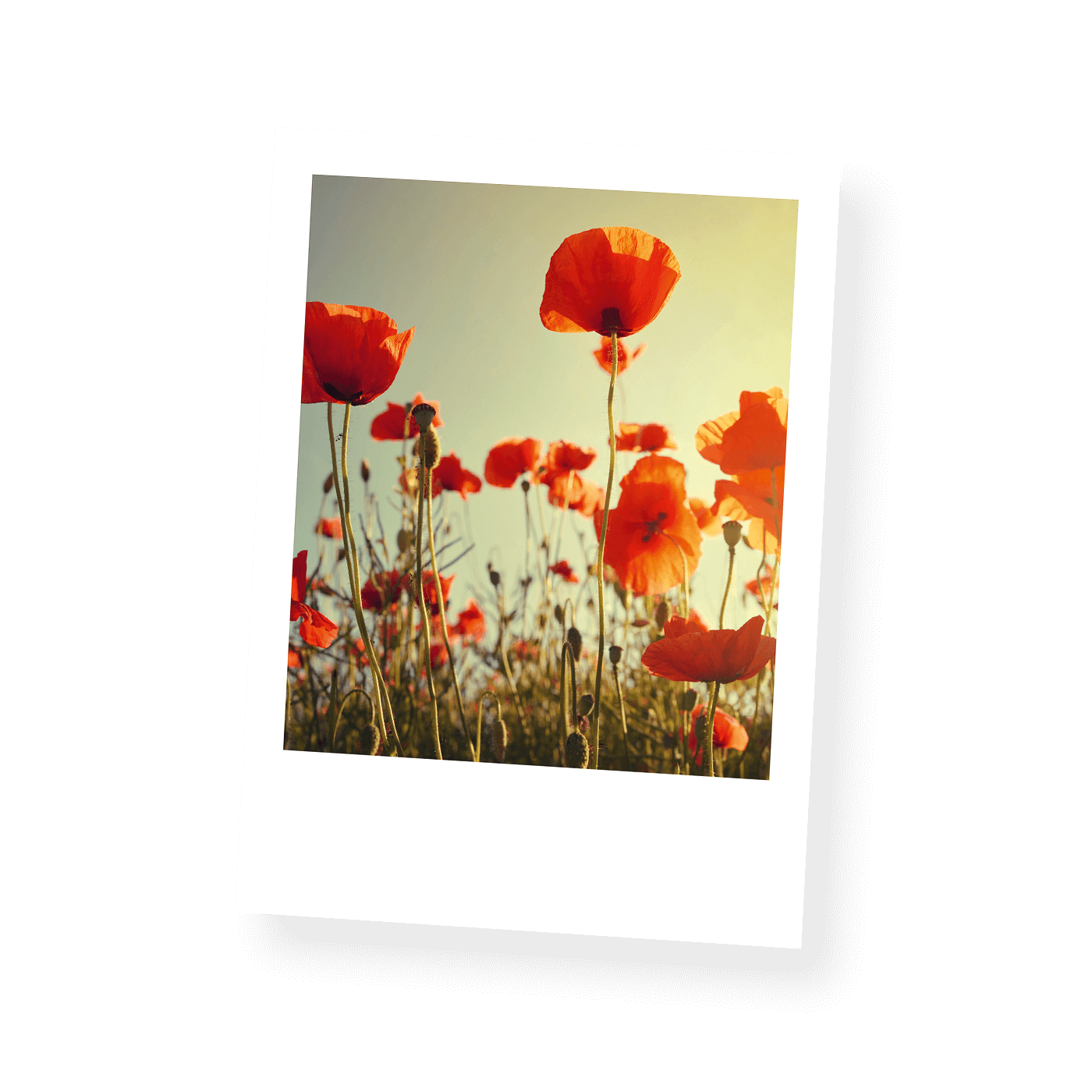 Grußkarte „Postkarten Blütenportraits“ kaufen im UNICEF Grußkartenshop. Bild 4