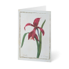 Grußkarte „Botanische Blumen“ kaufen im UNICEF Grußkartenshop. Bild 5