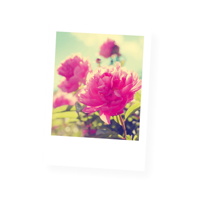 Grußkarte „Postkarten Blütenportraits“ kaufen im UNICEF Grußkartenshop. Bild 1