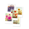 Postkarten Blütenportraits