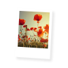 Postkarten Blütenportraits